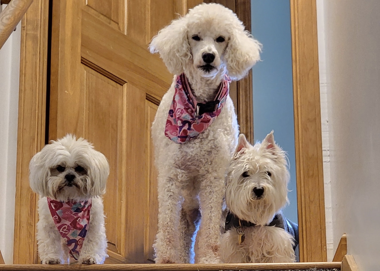Three happy dogs on a carpeted staircase